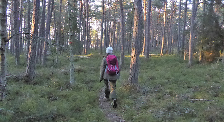 Genom den glesa tallskogen lyser solen ner på en led och på leden vandrar en person med ryggsäck och toppluva.