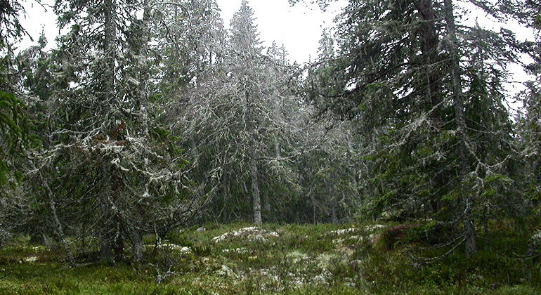 Senväxta träd på toppen av Skarp-Juberget.