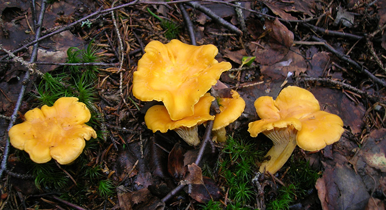 På hösten finns gott om svamp i skogen.