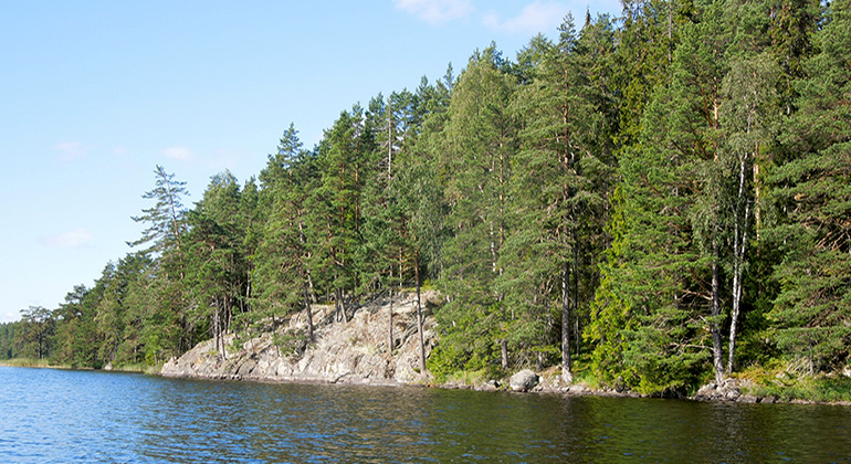 Sjön kantas av skog.