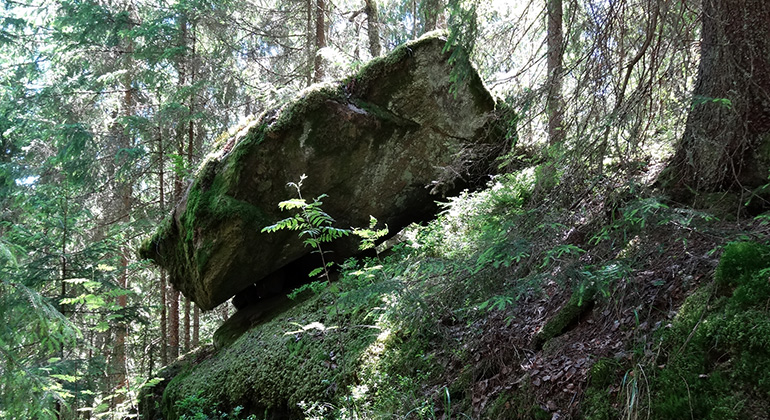 Brant skogsparti med gran och stort stenblock.