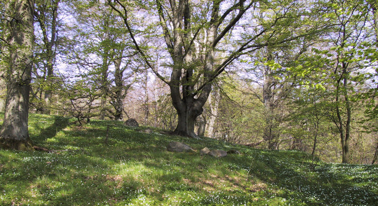 På våren täcks marken av vitsippor. Foto: Jörgen Nilsson