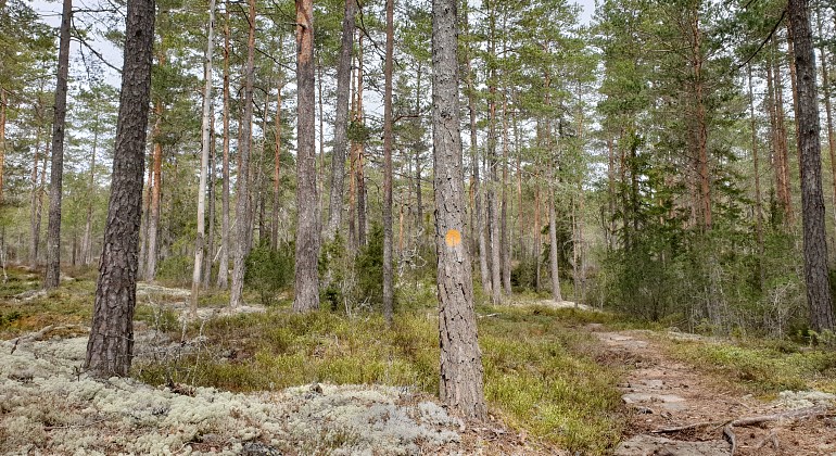 En skog med smala tallar och en vältrampad stig.
