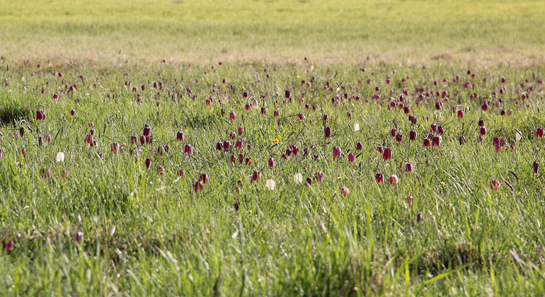 Blommande kungsängsliljor i stor mängd, de flesta röd-violetta, men även en del vita.