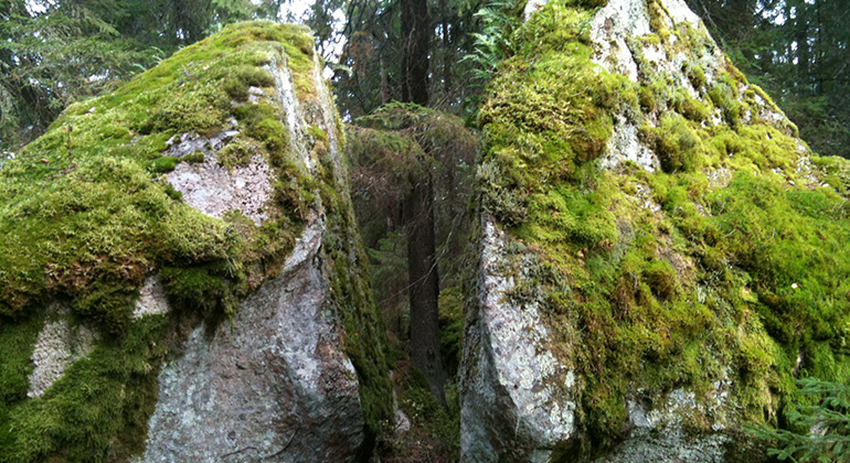 Det stora stenblocket är kluvet och genom stenen kan man se en gran. Blocket är klätt med mossa och ormbunkar.