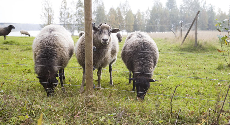 Femtrådigt elstängsel för får. Foto: Håkan Bjurling