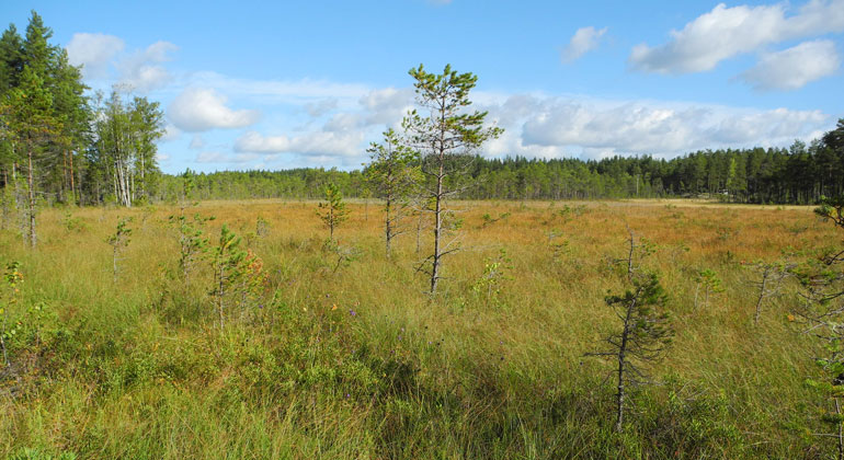 Myr i soligt sommarväder, med gult gräs och starr samt träd i bakgrunden.