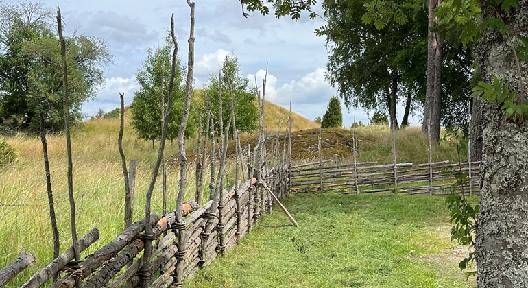 Skogsdag blandskog i bakgrunden