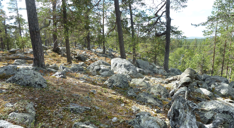 Vy över tallskog, i förgrunden ligger stora stenblock.
