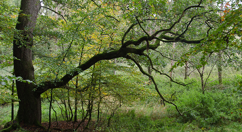 Grovt träd i ädellövskogen. Foto: Maria Sandell