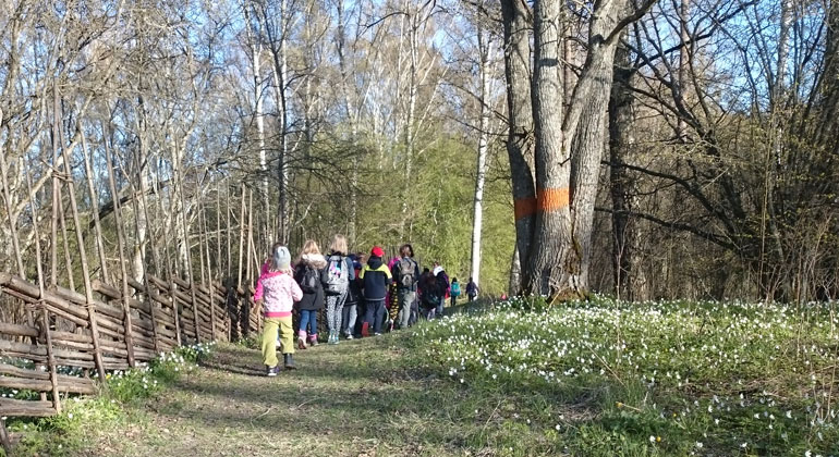 Barn som går på en vandringsled, bredvid en gärdesgård och vitsippor.