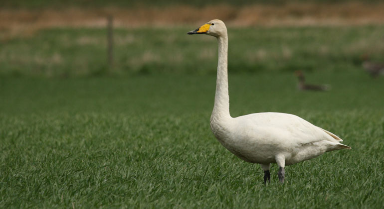 En fågel med oval kropp och gulaktig näbb sträcker sin långa hals på ett fält av grönt gräs.