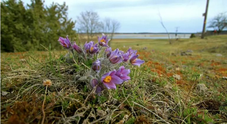 Lila backsippor blommar vackert i maj i Fysingens naturreservat. Foto: Länsstyrelsen