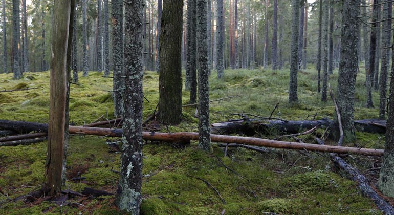 Skog, trädstammar på mossklädd mark