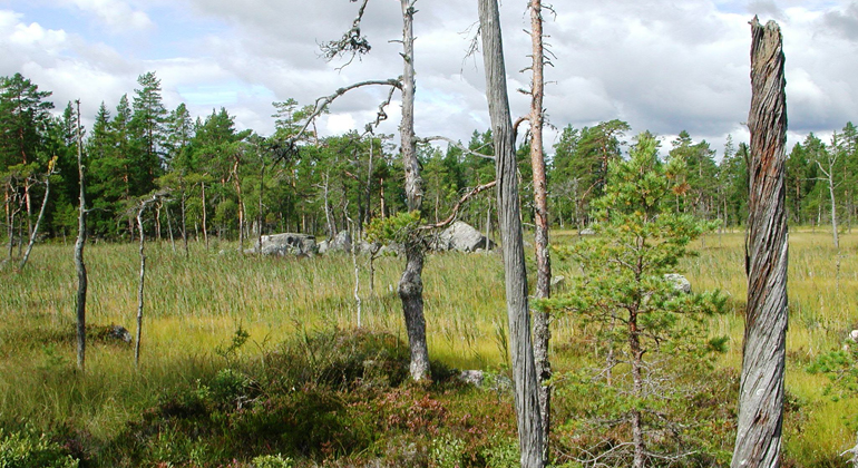 Våtmarken i Åby urskog har aldrig varit dikad. Foto: Länsstyrelsen Gävleborg
