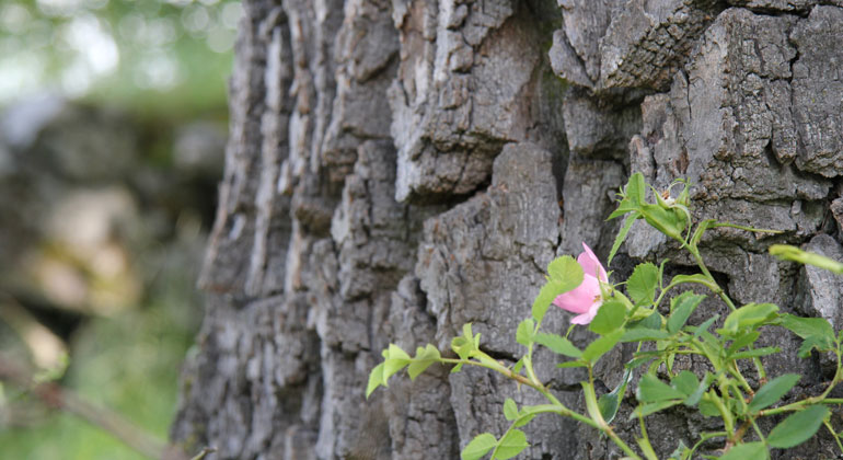 En nyponrosbuske intill barken på ett träd.
