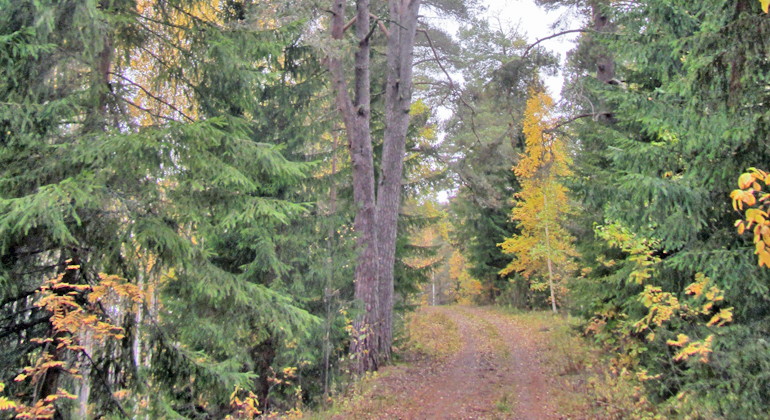 På Ånäset kan du följa grusvägen till fots ända ut på udden. Foto: Länsstyrelsen Gävleborg