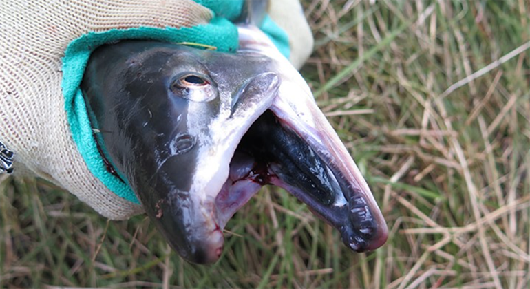 Foto på puckellax som har munnen öppen. Munhålan är svart och mörk.