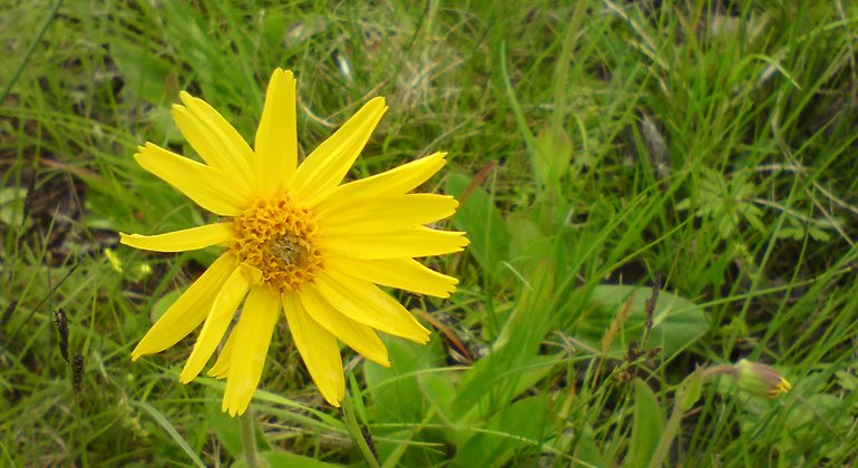 Slottergubbe är en gul blomma som behöver skötsel eller störning