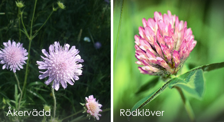 Åkervärd och Rödklöver är exempel på växter som är mer attraktiva för pollinerande insekter än andra.