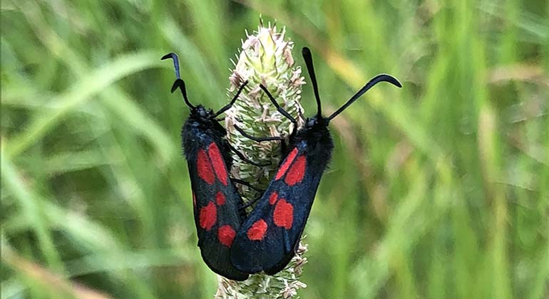 Två insekten med rödprickiga, svarta vingar på ett grässtrå.
