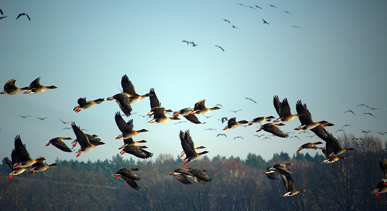 Massor av fåglar som flyger i luften, både i förgrunden och i bakgrunden.