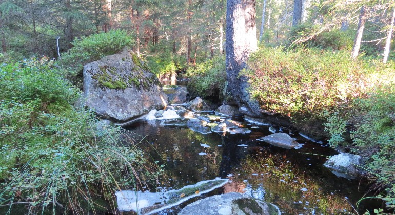 Bäcken flyter fram mellan stenar och trädrötter och vattnet är mörkt brunt.