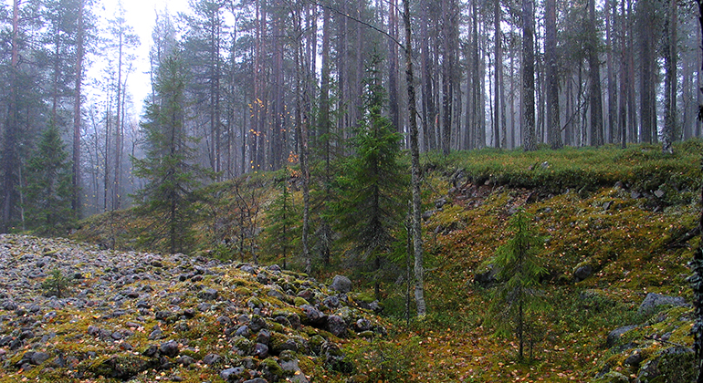 En gammal skog med stenvallar. 