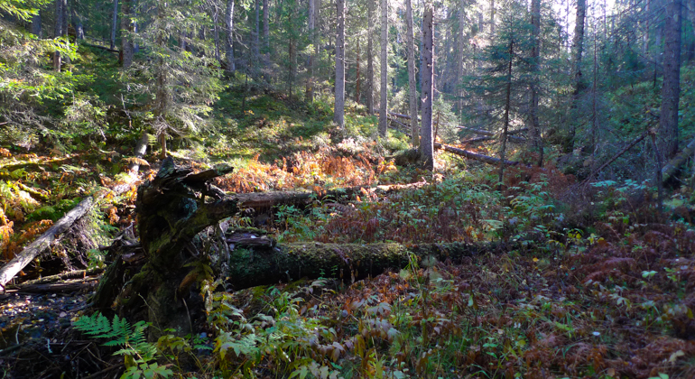 En skogsbäck med omgivande granskog.