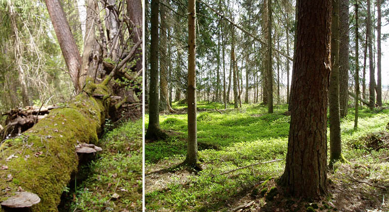 Skog och omkullfallet träd i naturreservatet Gåsholmen