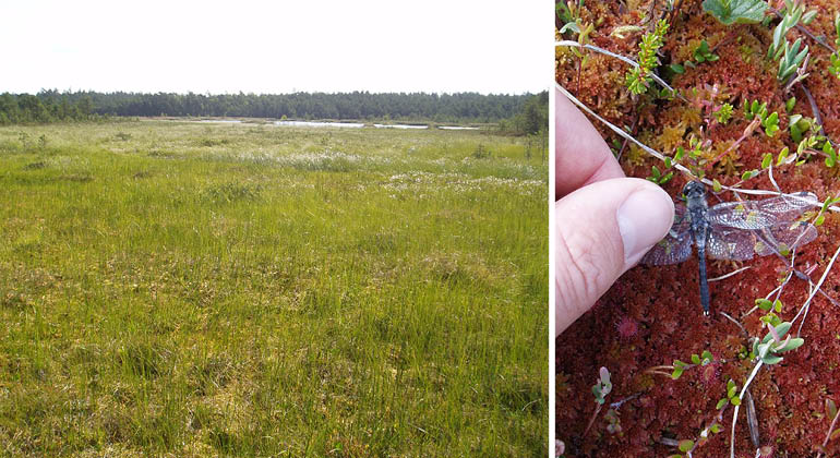 Våtmark och trollslända i naturreservatet Grundsjön