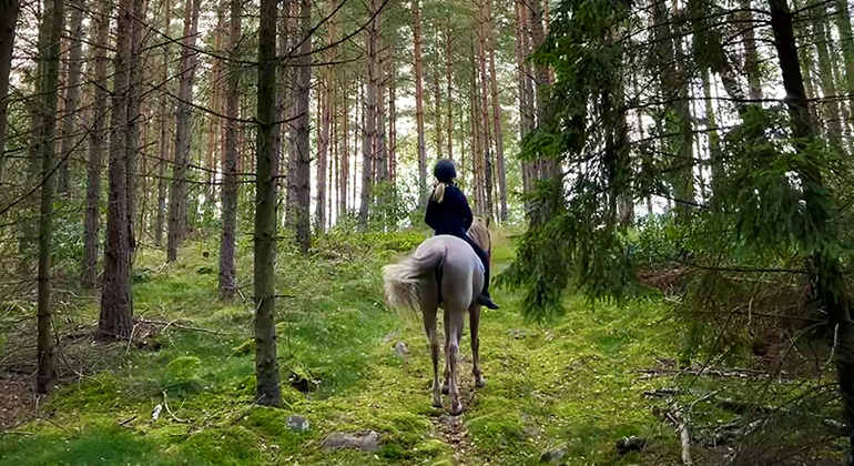 Barn rider på vit häst i skogen.