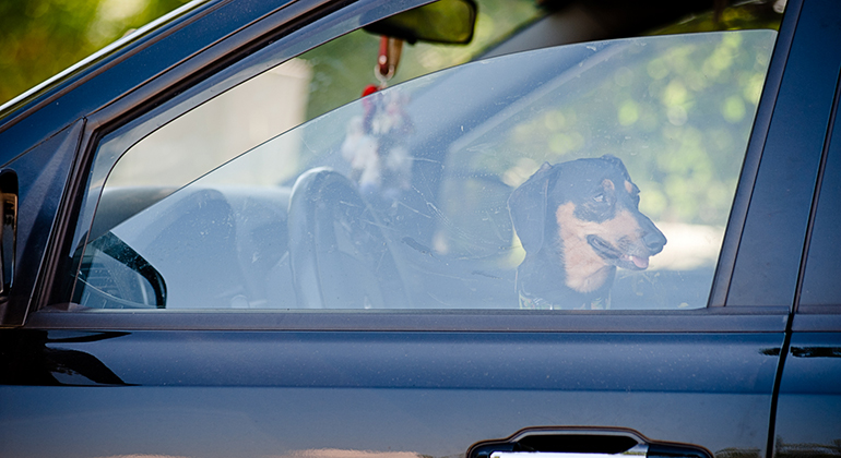 Hund som sitter i en bil med rutan lite neddragen