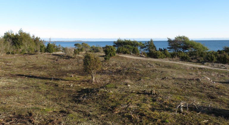 Danbo naturreservat efter röjningen 2019