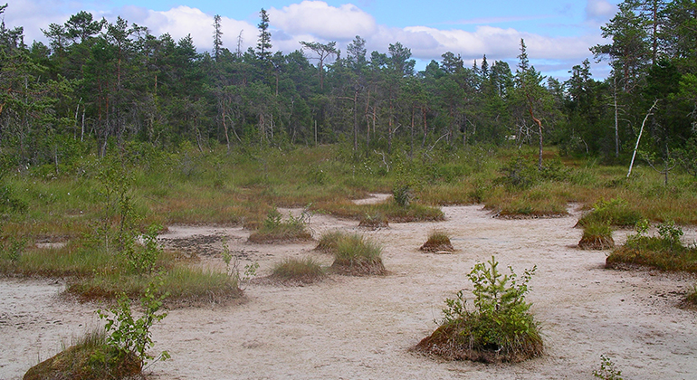 Miljöbild från Acksjön med den gamla sjöbotten av kalksand