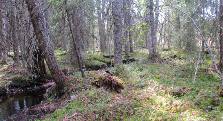 Granskog i Böxlörvmyrskogens naturreservat. 