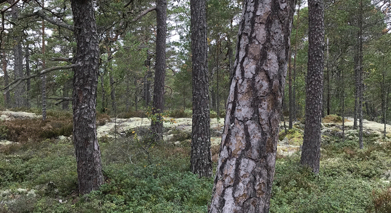 Bild på skog i Koffertbergets naturreservat.
