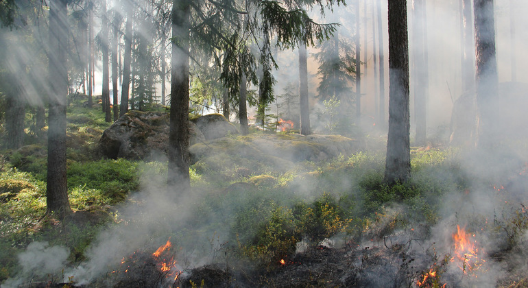 En skog som brinner.