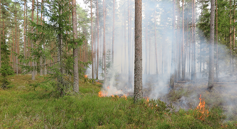 Naturvårdsbränning i skog. Foto.