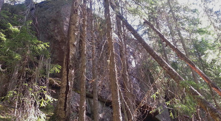 Brant klippvägg i skogen där många träd har fallit omkull 