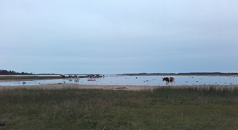 Betesdjur i Södviks sjömarker