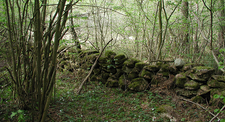Stenmurar och hasselskog i Tomteby