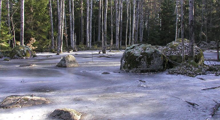 Gamla aspar i istäckt skog