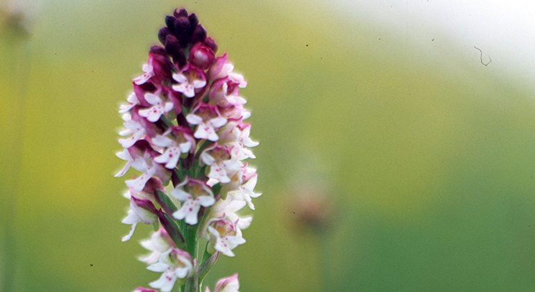 Den vackra lilla orkidéen krutbrännare