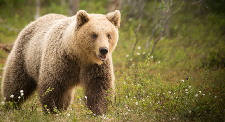 en brunbjörn står i en skogsglänta. Foto: Mostphotos