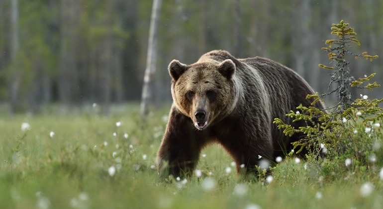 en björn i skog
