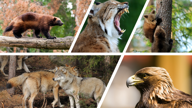 De stora fem rovdjuren i Norrbottens län Foto:Mosttphotos - Dalarnas grafiska form