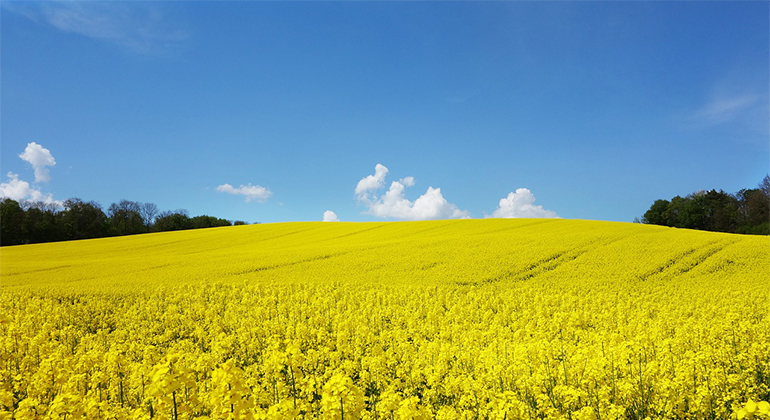 Ett gult rapsfält mot en blå himmel. 