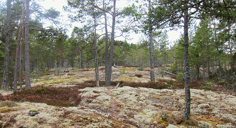 Vita lavar på berghällar med tallar, i Digermyrens naturreservat. Foto: Länsstyrelsen