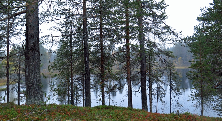 Bild på gamla tallar med sjö i bakgrunden.